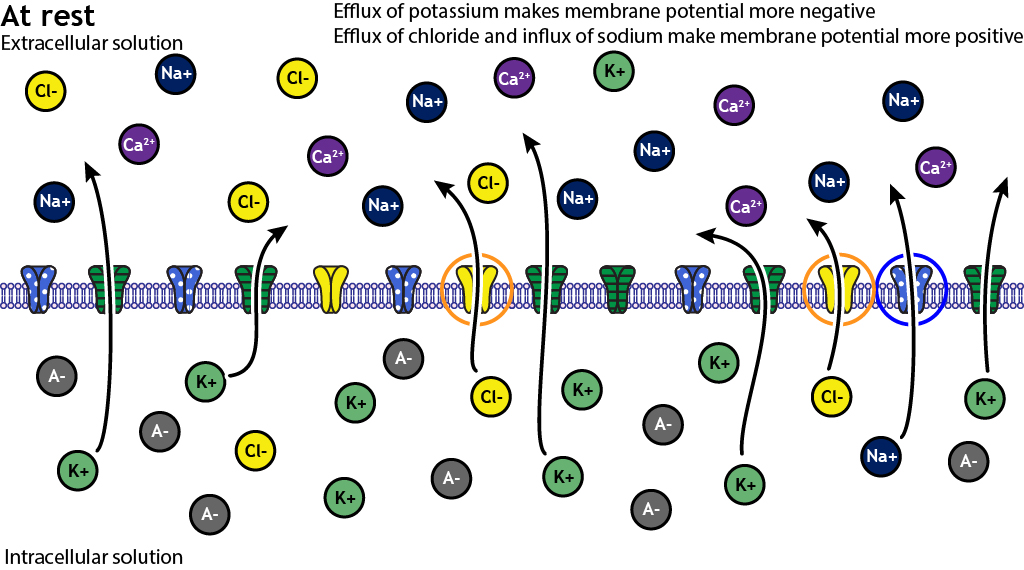 Illustrated membrane with illustrated ion channels. Illustrated ions are on either side of the membrane. At rest, ore potassium ion channels are open compared to chloride or sodium. Arrows on the ion channels indicate many potassium ions flowing out of the cell, fewer chloride ions flowing out of the cell, and very few sodium ions flowing into the cell. Text reads, “Efflux of potassium makes membrane potential more negative. Efflux of chloride and influx of sodium make membrane potential more positive.”