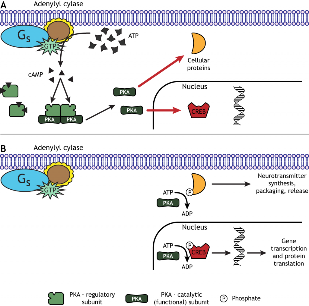PKA can phosphorylate cellular proteins including transcription factors. Details in caption.