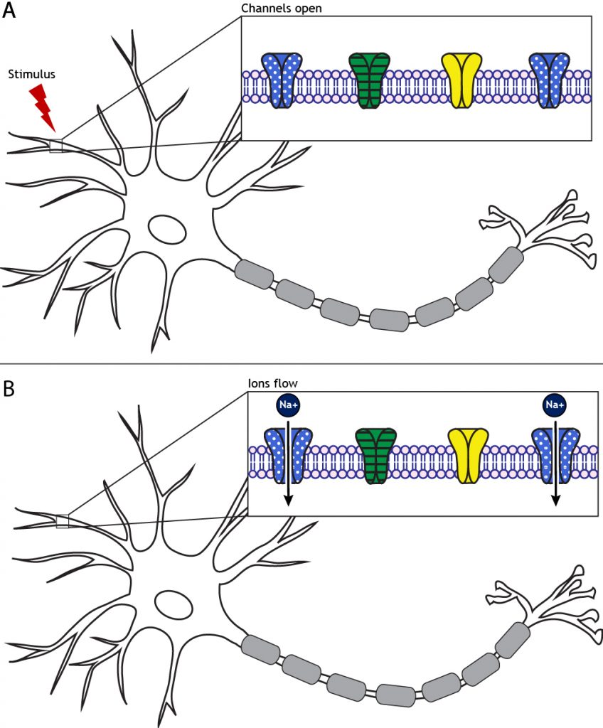 A stimulus to the neuron will cause ion channels to open and allow ion flow. Details in caption.