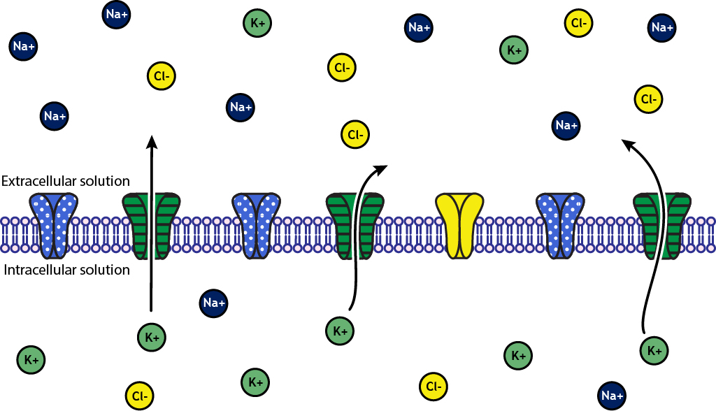 Illustrated neuron membrane at rest with illustrated ion channels. Potassium channels are open; other channels are closed. Arrows indicated potassium ions move out of the cell through the open channels. The equilibrium potential of potassium is -80 mV.