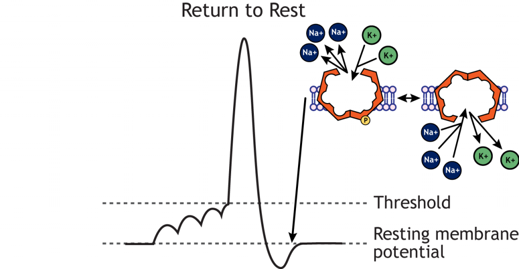 Action potential graph highlighting the return to resting membrane potential and the sodium-potassium pump. Details in caption.
