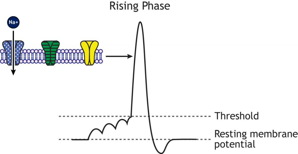 Action potential graph highlighting the rising phase and open voltage-gated sodium channels. Details in caption.