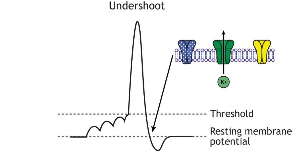 Action potential graph highlighting the undershoot, de-inactivated sodium channels, and open voltage-gated potassium channels. Details in caption.