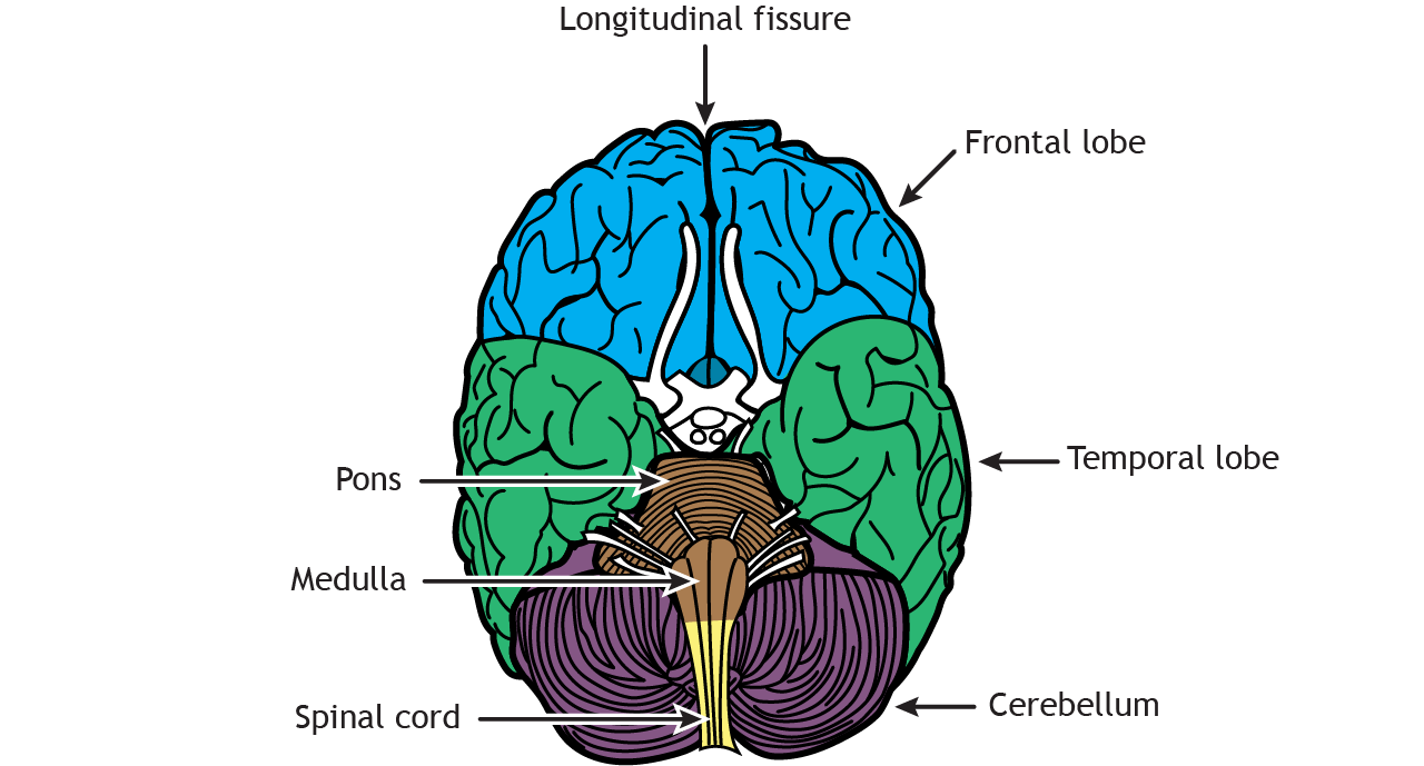Illustration of the ventral surface of the brain. Details in text and caption.