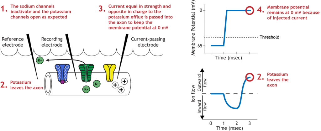 Illustrated axon, membrane potential graph, and ion flow graph showing voltage-gated potassium action during the voltage clamp experiment. Details in caption.