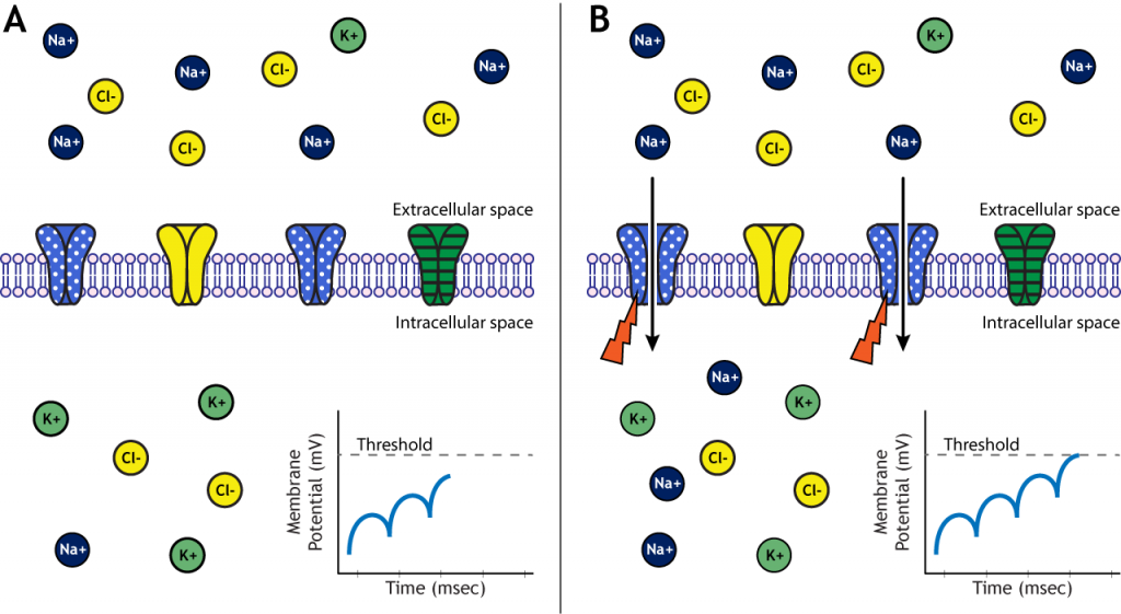 Illustrated membrane showing voltage-gated channels opening at threshold. Details in caption.