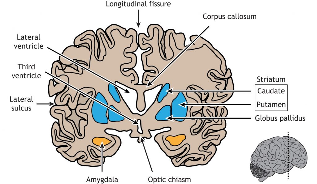 Coronal view of the amygdala and basal ganglia. Details in text and captions.