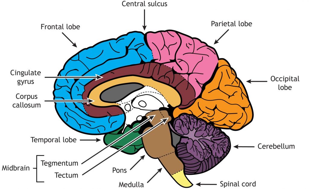 Illustration of the internal anatomy of the cerebrum and brainstem. Details in caption.