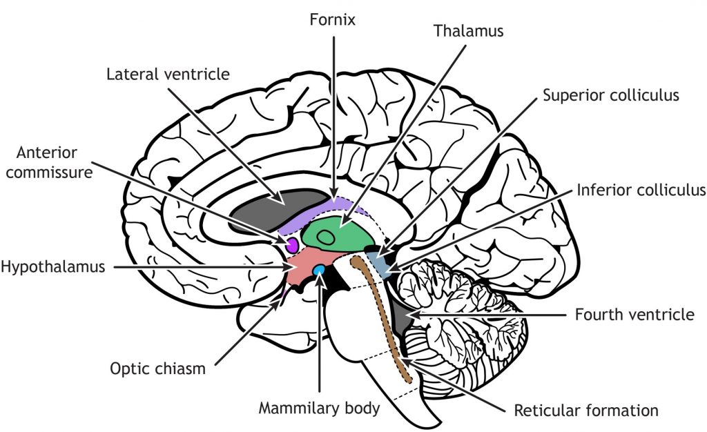 Regions of the diencephalon and brainstem. Details in text and captions.