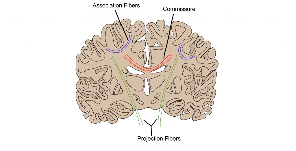 Image of white matter connections within the brain. Details in the caption and text.