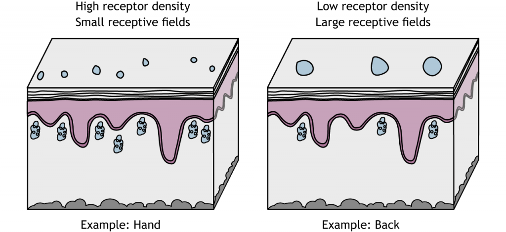Illustration of mechanoreceptors with small and large receptive fields. Details in caption.