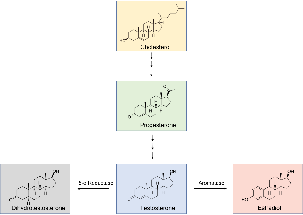 Figure showing the synthesis of the sex steroid hormones progesterone, testosterone, estradiol and dihydrotestosterone. Details in caption and text.