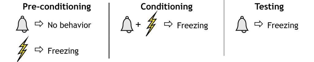Illustration of the fear conditioning paradigm. Details in text and caption.
