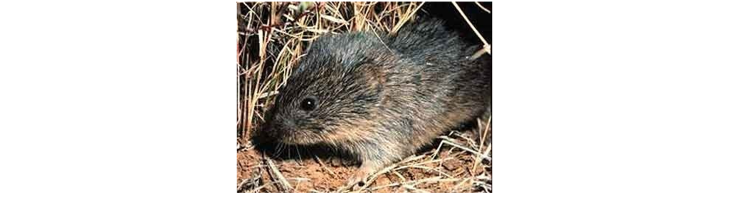 Photograph of a prairie vole. Details in caption and text.