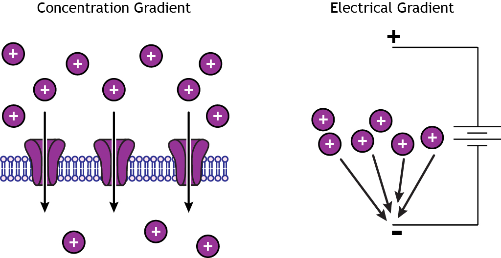 Concentration and electrical gradients drive ion movement. Details in caption.