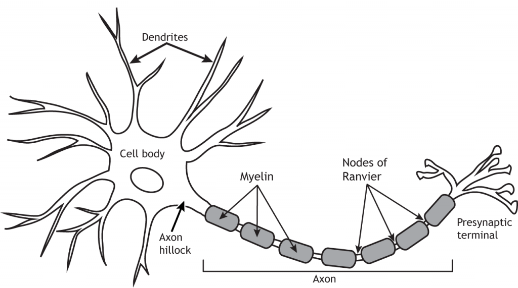 Structures of the neuron. Details in text..