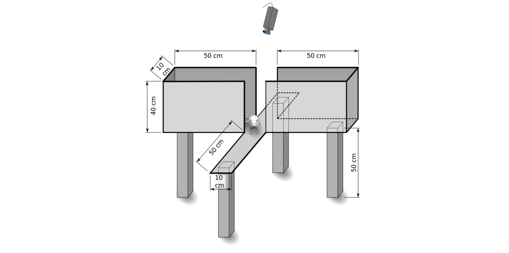 Figure of an elevated plus maze. Details in caption and text.