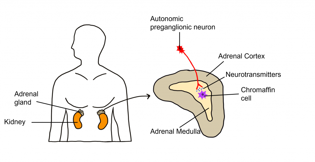Figure showing location of adrenal glands within the body and of autonomic control of the adrenal medulla. Details in caption and text.