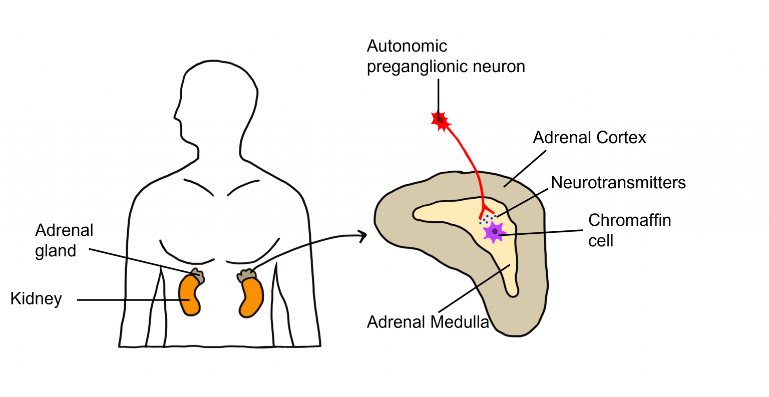 Peripheral Nervous System Introduction to Neuroscience