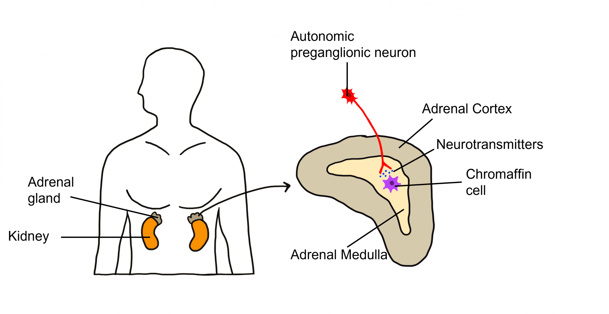 Peripheral Nervous System Introduction to Neuroscience