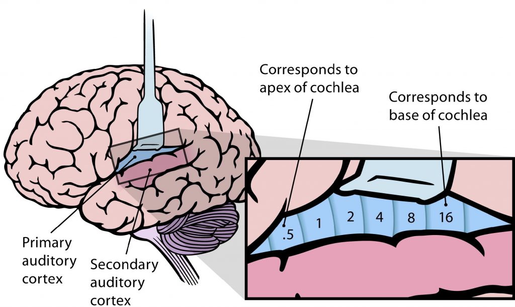 Image of the auditory cortex and its tonotopic organization. Details in caption and text.