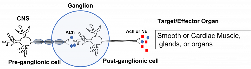 Image of autonomic nervous system efferent path consists of two neurons. One neuron as a cell body in the central nervous system and extends to a ganglion in the periphery where it synapses onto a second neuron. The second neuron extends to the target tissue. Details in caption and text.