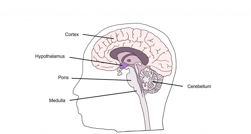 Image of the different brain areas that control autonomic function. Details in the caption and text.