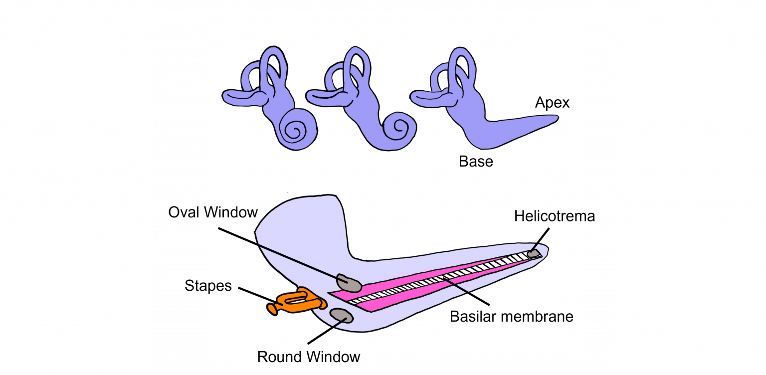 Auditory System The Ear Introduction to Neuroscience