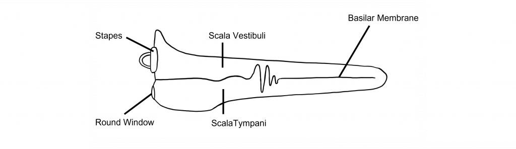 Image of an unrolled cochlea with the basilar membrane running down the middle. Sound vibrates the fluid within the scala vestibuli and scala tympani, ultimately causing the flexible basilar membrane to vibrate.