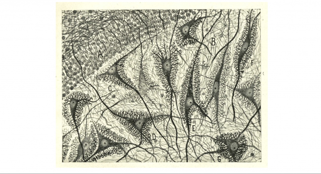 Image of one of the detailed drawings completed by Ramon y Cajal