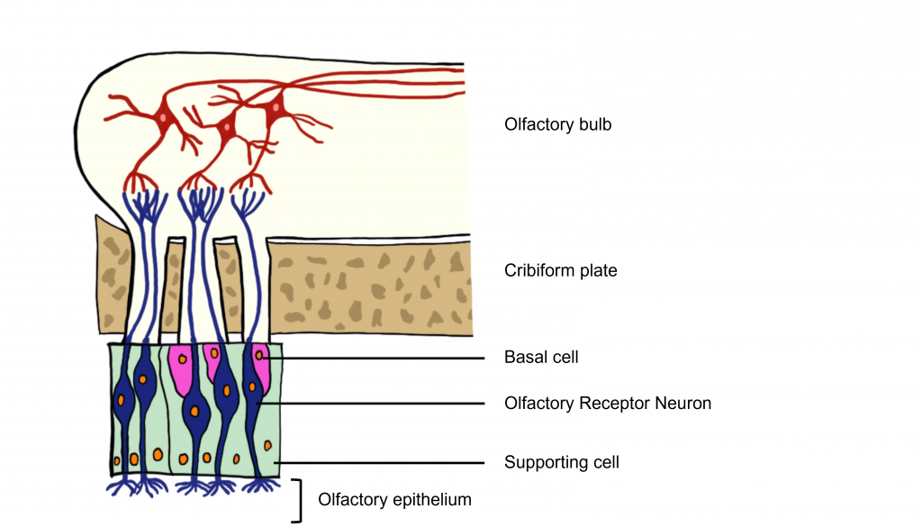 Image of olfactory receptor neurons within the olfactory epithelium. Details in caption and text.