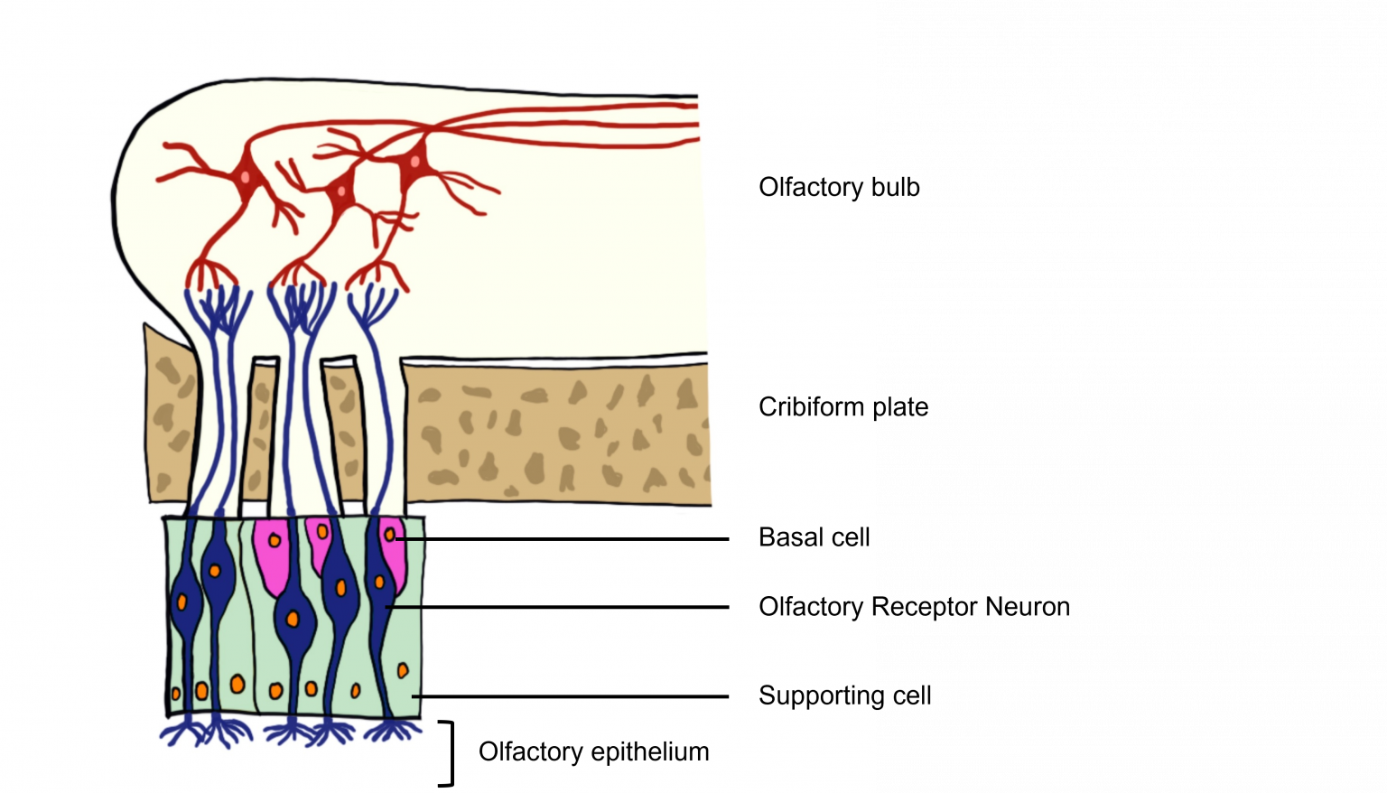 Olfactory System Introduction To Neuroscience