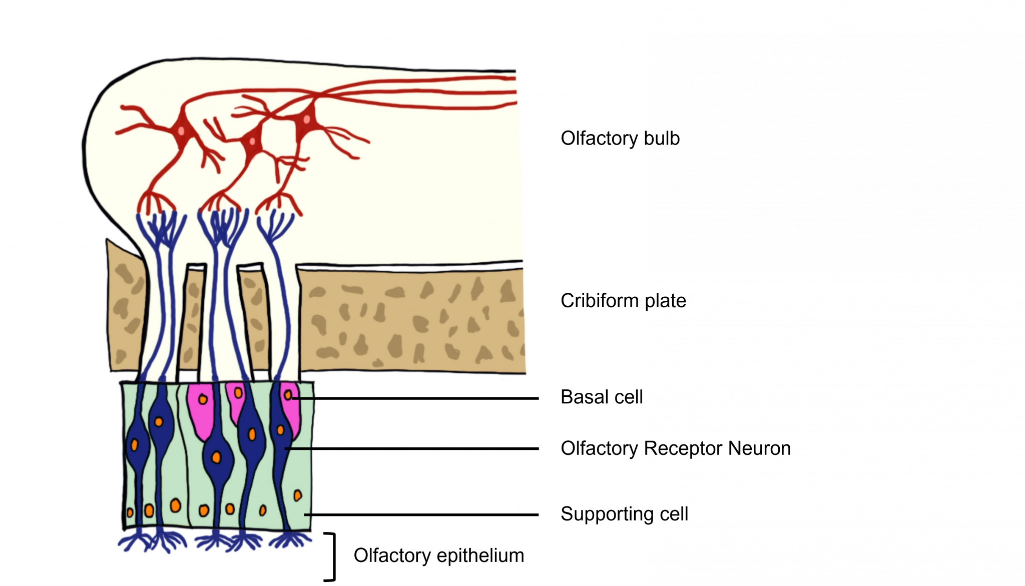 olfactory-system-introduction-to-neuroscience