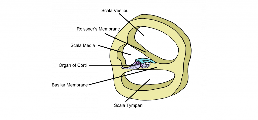 Image of cross section of cochlear. Details in caption and text.