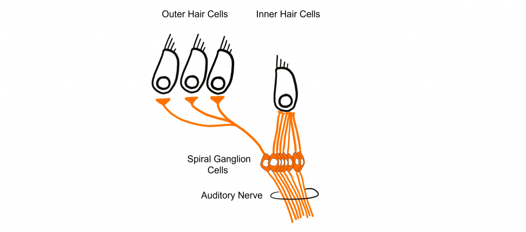 Image of the differences in connectivity between outer hair cells and inner hair cells. Details in the caption and text.