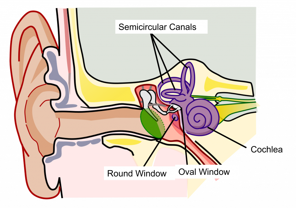 Image of the structures of the inner ear. Details in the caption and text.