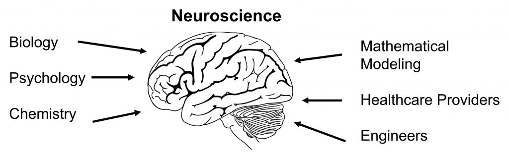 Many fields contribute to our understanding of neuroscience. Details in text.