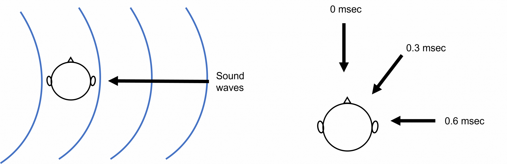 Auditory System Central Processing Introduction to Neuroscience