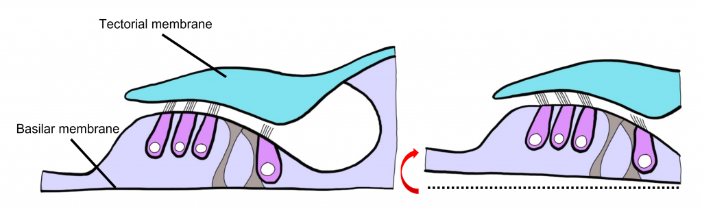 Image of how basilar membrane movement causes hair cell stereocilia to bend against the tectorial membrane. Details in the caption and text.