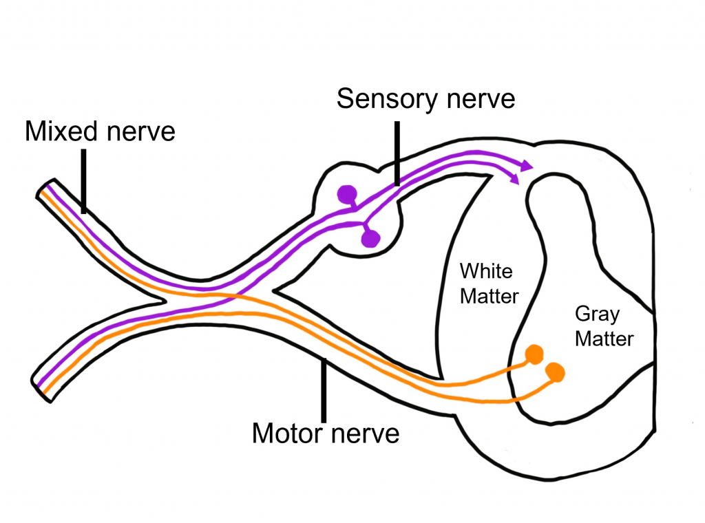 Image of the different nerve classifications: sensory, motor, and mixed. Details in caption and text.