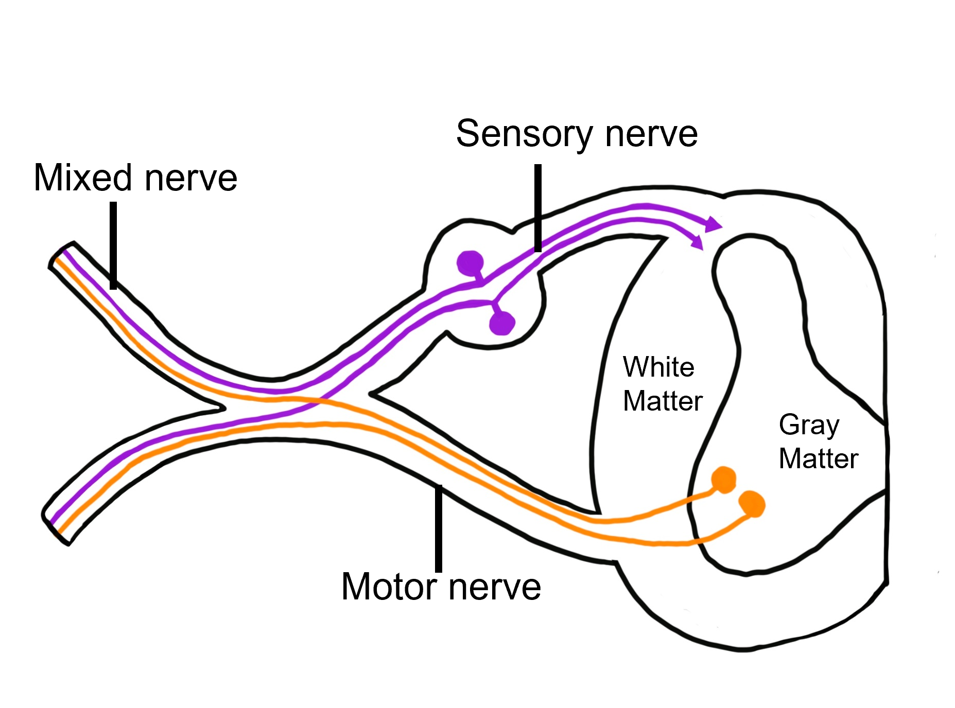 spinal-cord-structure-introduction-to-neuroscience