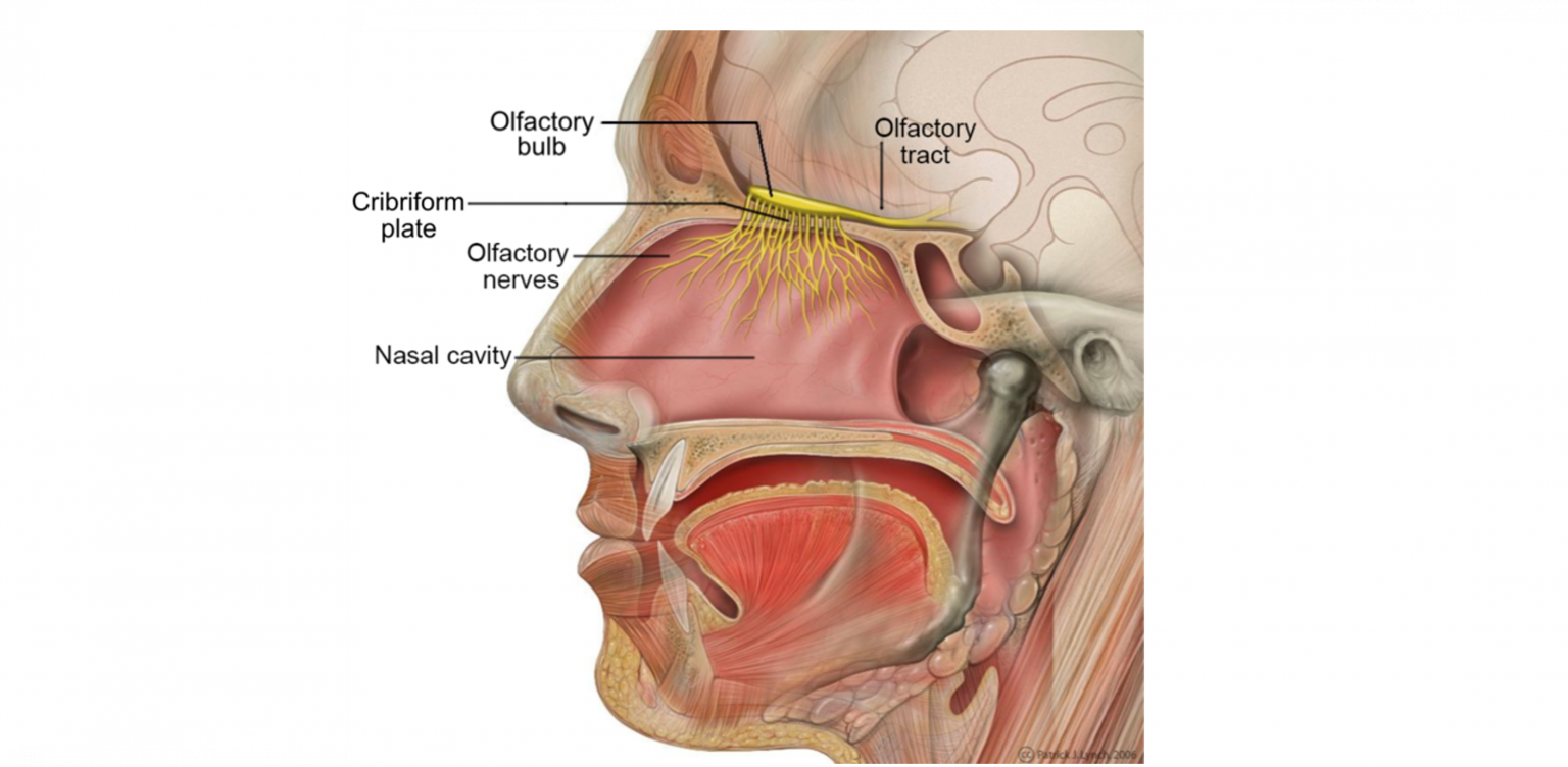 Olfactory System Introduction to Neuroscience
