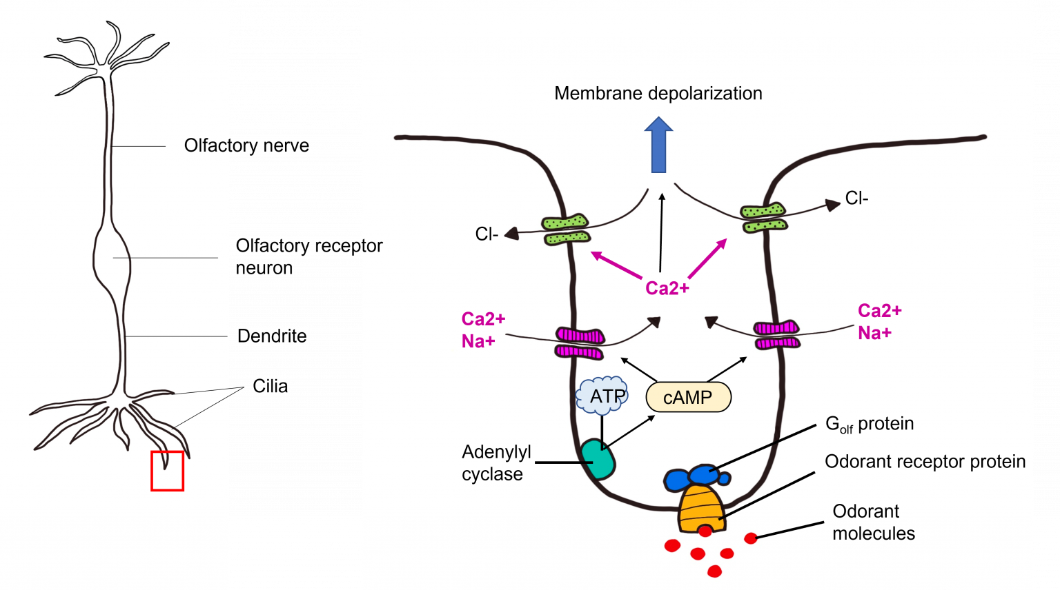 Olfactory System Introduction to Neuroscience
