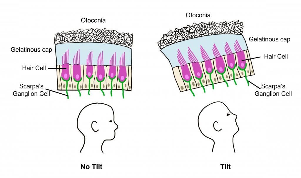 Image of the otolith hair cells under no tilt and tilt conditions. Details in caption and text.