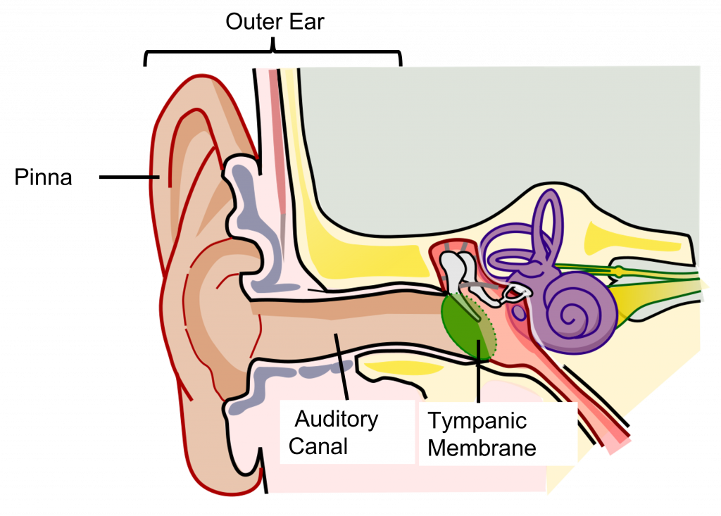 Image of the outer ear anatomy. Details in caption and text.