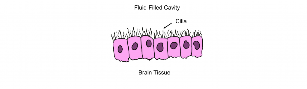 Ependymal cells are ciliated glia that line the fluid-filled cavities of the nervous system. Details in the caption and text.