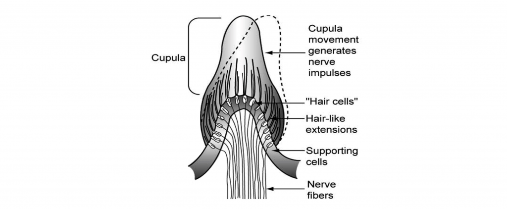 Image of the hair cells and cupula within the semicircular canals. Details in caption and text.