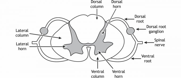 Spinal Cord Structure – Introduction to Neuroscience