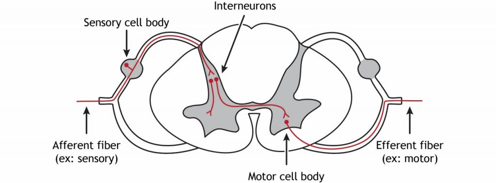 Illustration of afferent fibers entering the spinal cord via the dorsal root and efferent fibers leaving the spinal cord via the ventral root. Details in caption and text.