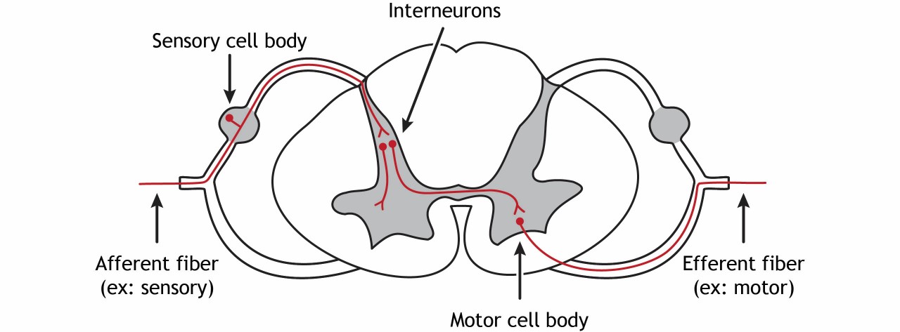 Spinal Cord Structure Introduction To Neuroscience 